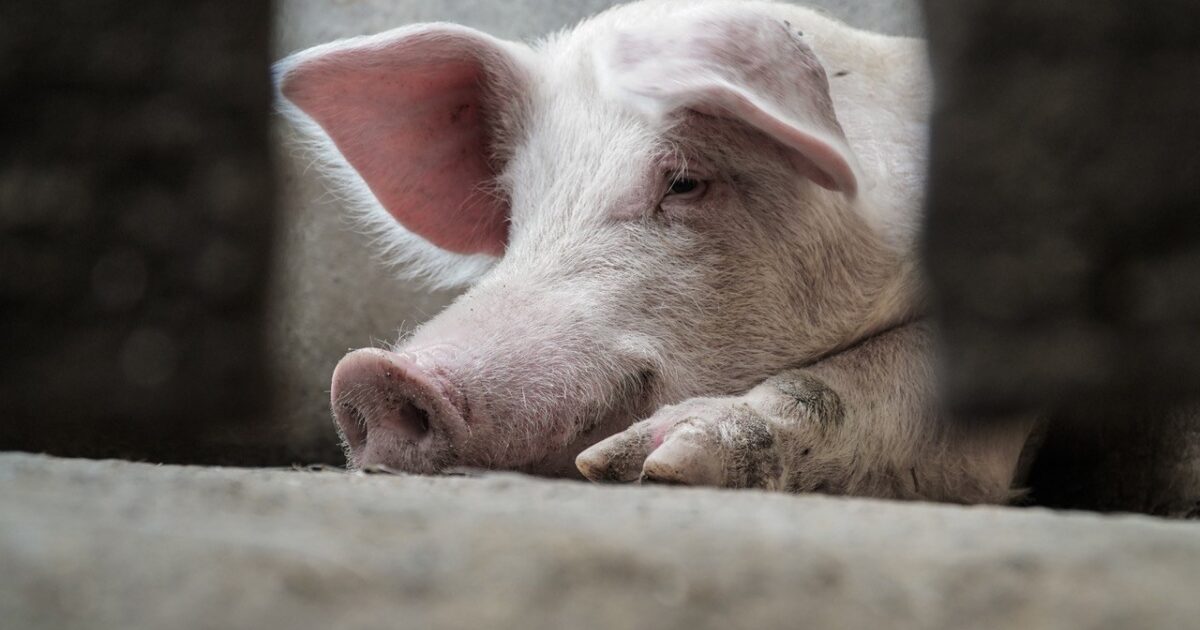Hogs Stark County Jr Fair 4H