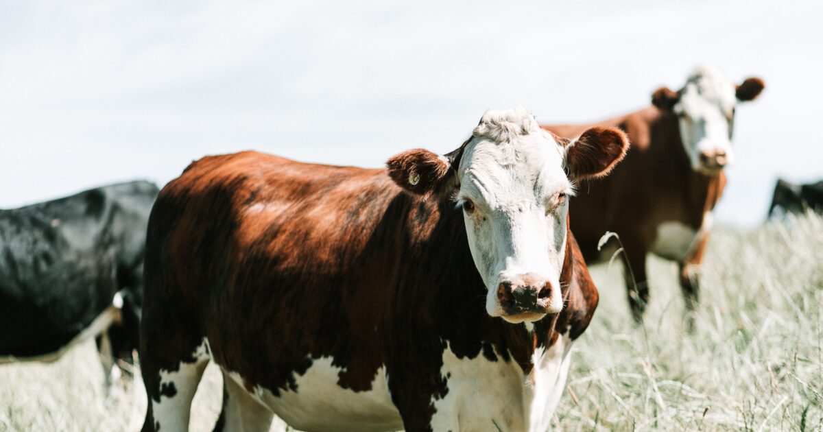 Beef Stark County Jr Fair 4H