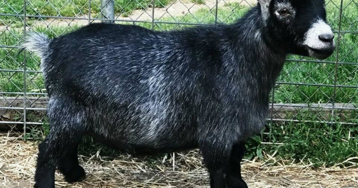Pygmy Goats Stark County Jr Fair 4H
