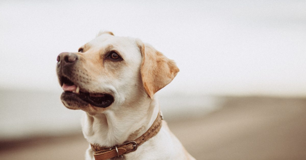 Dogs Stark County Jr Fair 4H