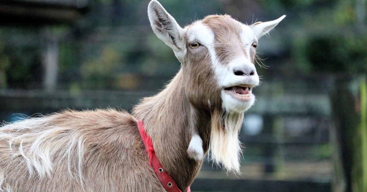 Goats Stark County Jr Fair 4H